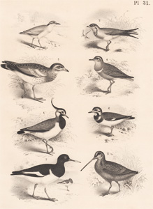 The Cream-colored Desert Runner, The Fallow Swallow, The Stone Curlew, The Golden Plover, The Peewit, The Turnstone, The Pied Oyster-catcher